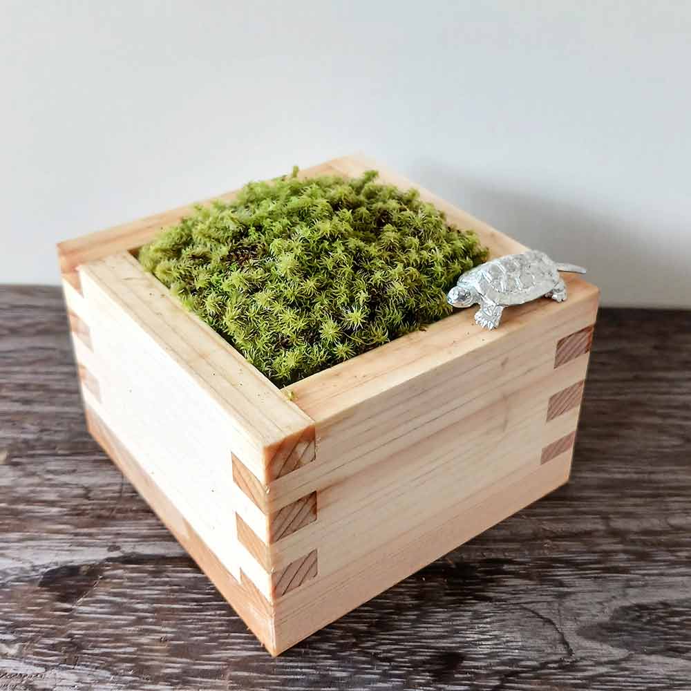 枡　苔盆栽