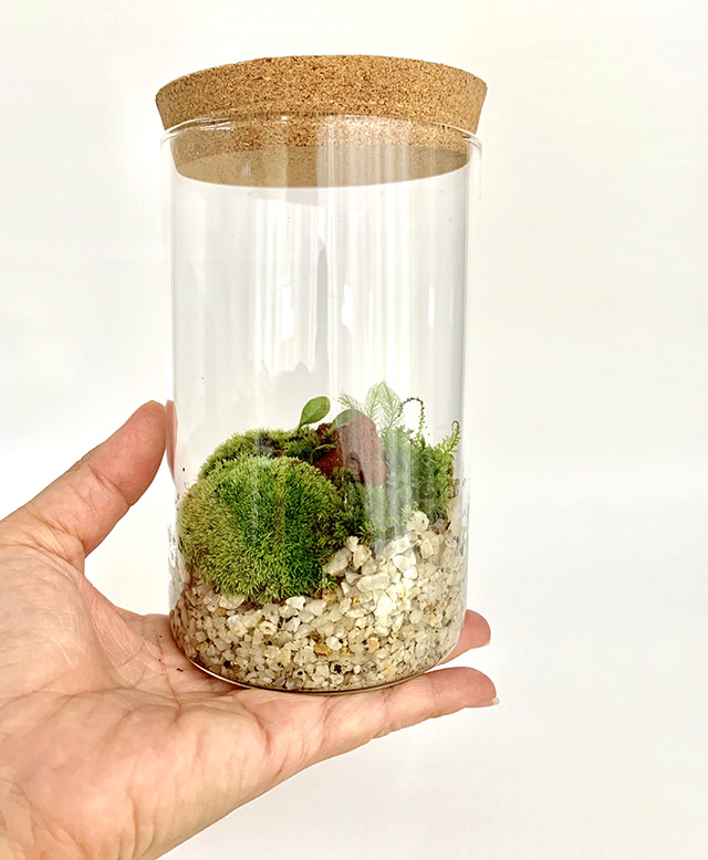 苔テラリウム