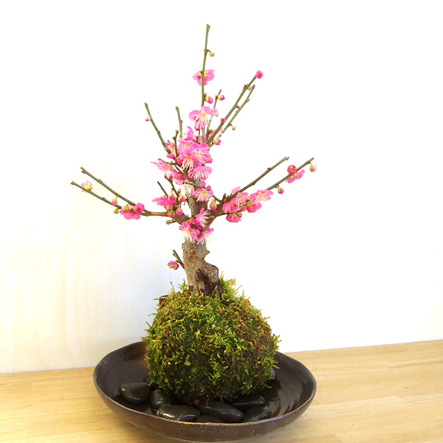2026年開花終了】端正で香りよい花が人気の梅【紅梅（こうばい）の苔玉