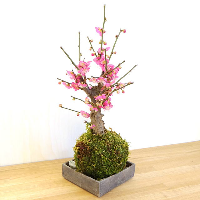 紅梅苔玉焼締角器2017