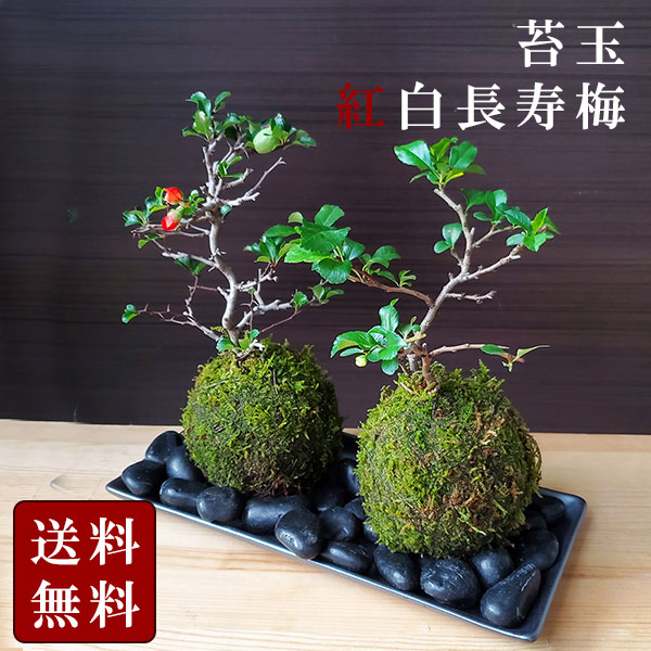 送料無料 紅白長寿梅 ( こうはくちょうじゅばい ) 苔玉 長方陶器下皿セット 縁起 紅白 梅