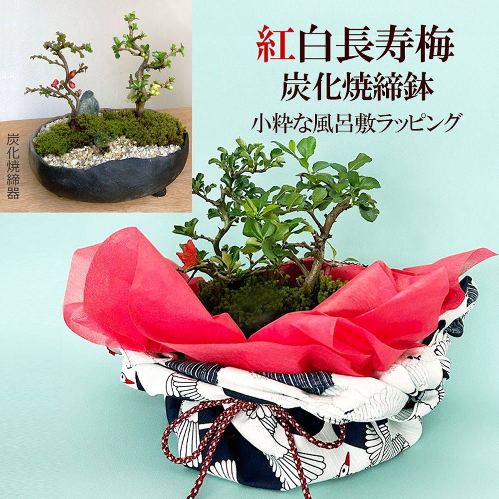 送料無料 紅白長寿梅 ( チョウジュバイ ) 盆栽 真山茜 炭化焼き締め鉢 小粋な風呂敷ラッピング ブライダル ちょうじゅばい