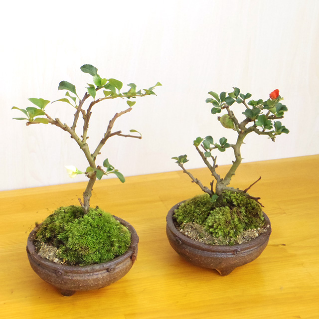 紅白長寿梅盆栽信楽焼鉢201610m