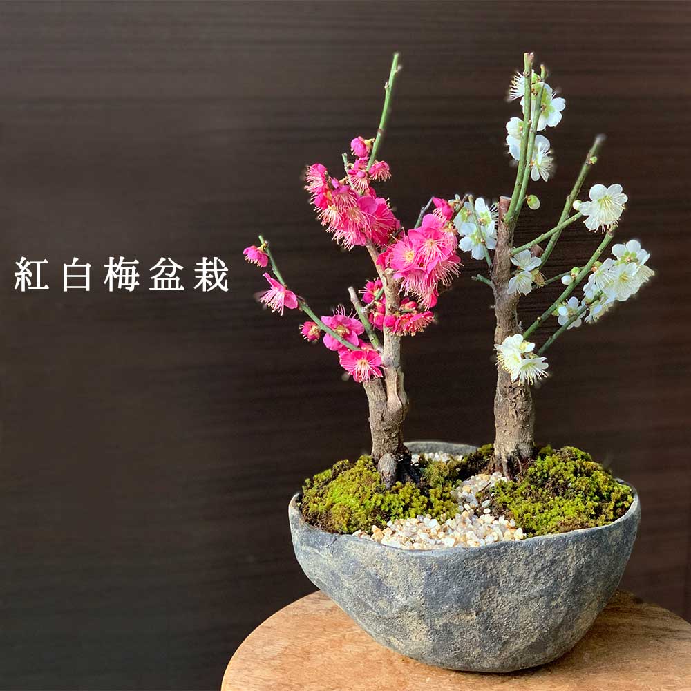 送料無料 紅白梅盆栽  くらま鉢  二本植え 盆栽 ぼんさい ボンサイ bonsai bonsaiart ミニ盆栽 小品盆栽 紅梅 白梅 梅の盆栽