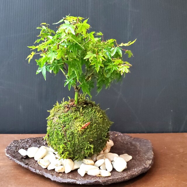 キョヒメ（清姫）モミジ作り込み品盆栽 （モミジ(カエデ)：清姫（きよ 
