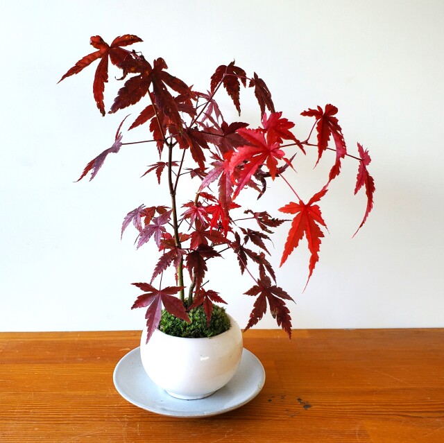 紅葉紅葉