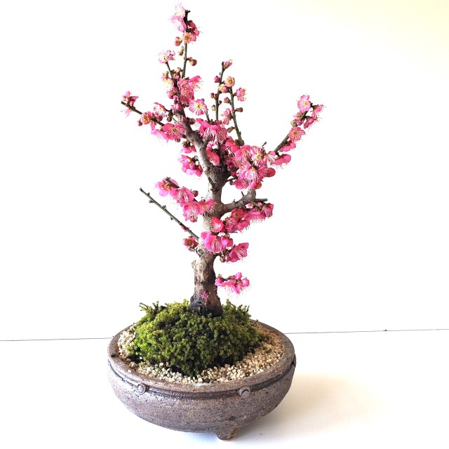 端正で香りよい花が人気の梅【紅梅（こうばい）の盆栽（信楽焼茶鉢