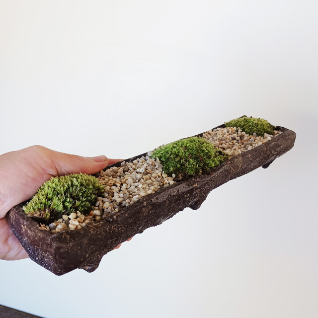 苔盆栽くらま