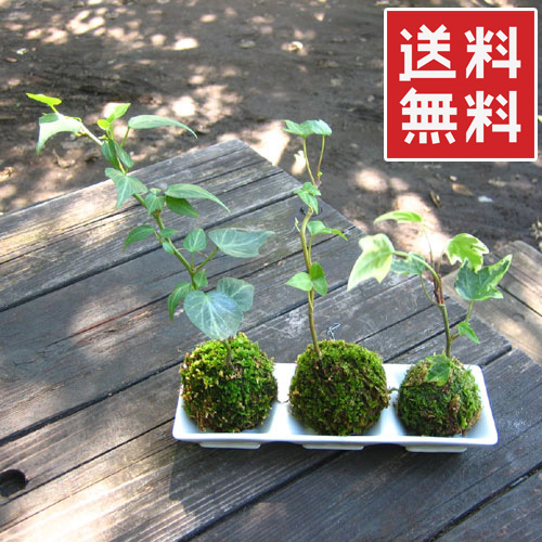 アイビー ３つ 器セット ミニアイビー 苔玉 こけだま
