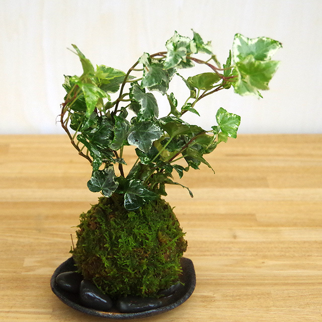 アイビー苔玉201610