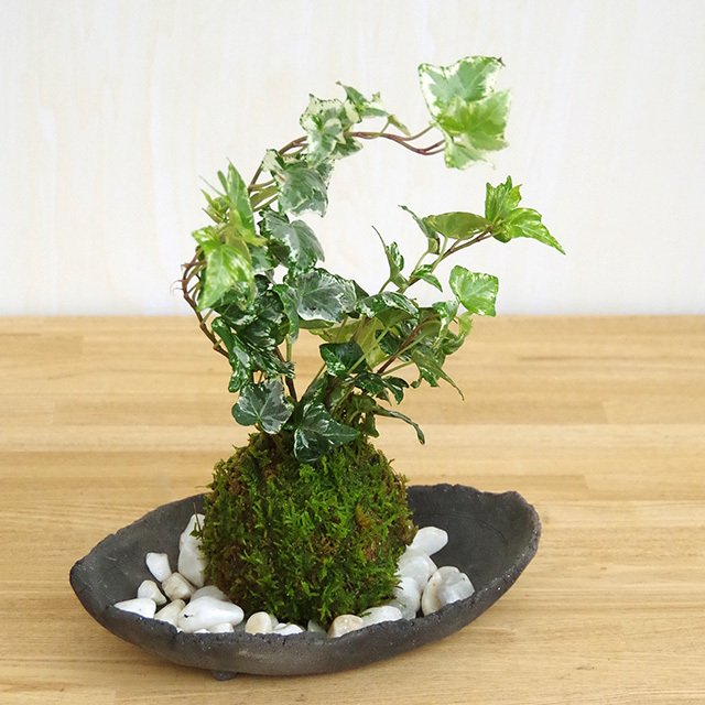 アイビー苔玉201610炭化焼締器