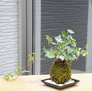 アイビー苔玉c