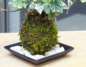 アイビー苔玉h