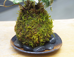 アイビー苔玉i