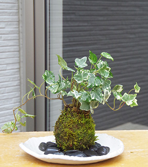 アイビー苔玉益子白器c