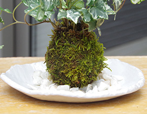 アイビー苔玉益子白器h