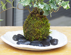 アイビー苔玉益子白器i