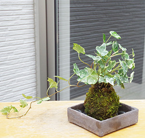 アイビー苔玉焼締角器c