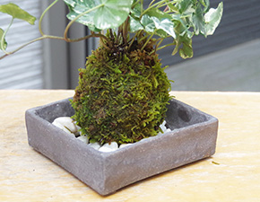 アイビー苔玉焼締角器h