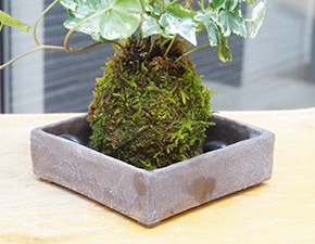 アイビー苔玉焼締角器i