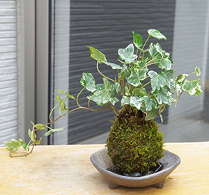 アイビー苔玉三つ足灰器c