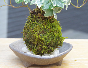 アイビー苔玉三つ足灰器f