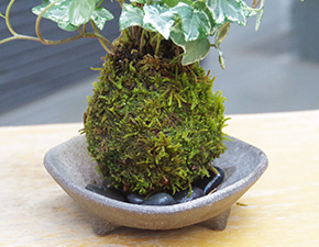 アイビー苔玉三つ足灰器g