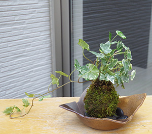 アイビー苔玉焼締茶器c