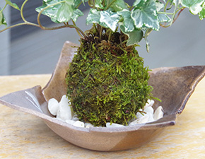 アイビー苔玉焼締茶器f