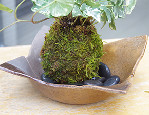アイビー苔玉焼締茶器g