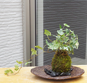 アイビー苔玉くらま器c