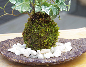 アイビー苔玉くらま器f
