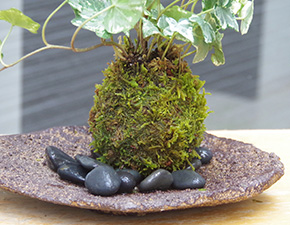 アイビー苔玉くらま器g