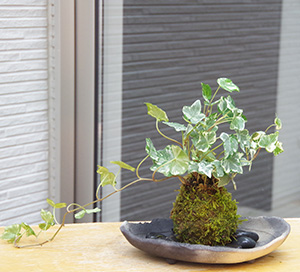 アイビー苔玉炭化焼締器c