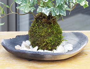 アイビー苔玉炭化焼締器f