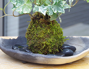 アイビー苔玉炭化焼締器g
