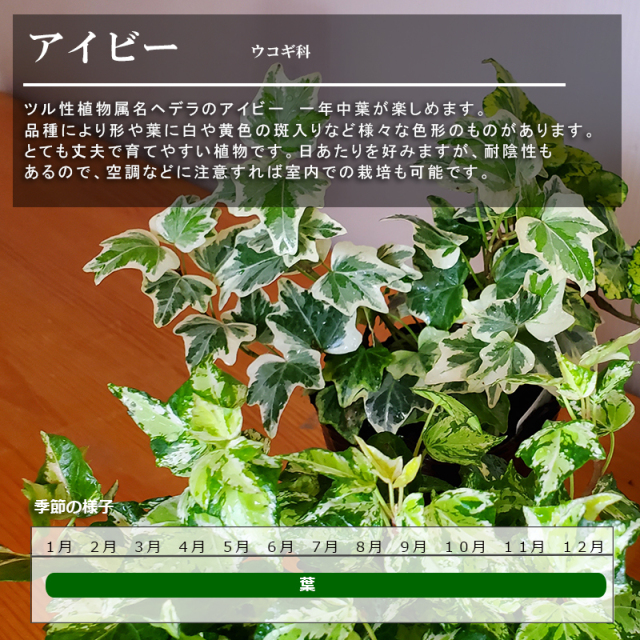 送料無料 アイビーのミニ盆栽 鉢 真山茜盆栽 ぼんさい ボンサイ
