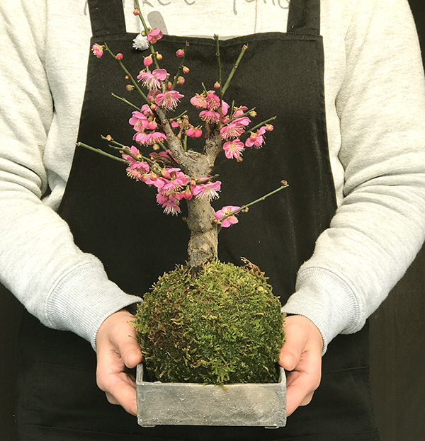 紅梅苔玉