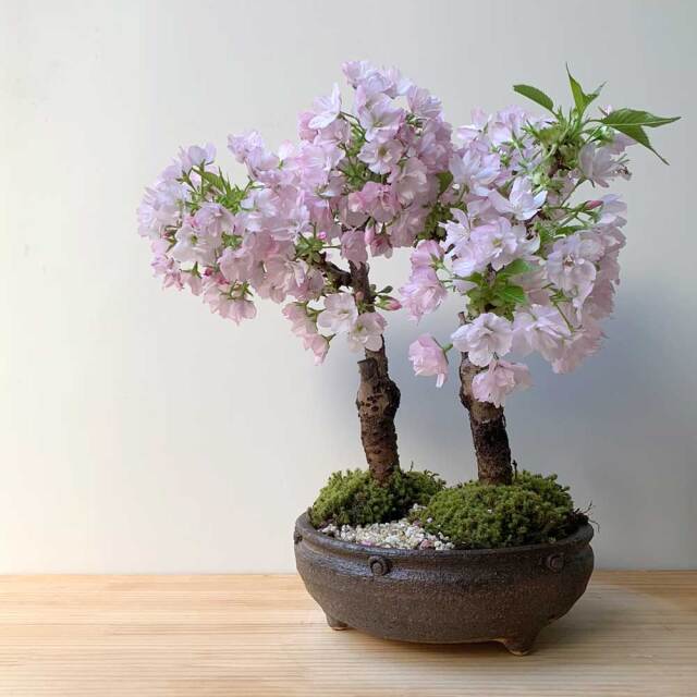 結納 結婚式 お盆 桜 折り鶴バルーンの大人和ギフト《桜》春の門出 和風アレンジ 結婚