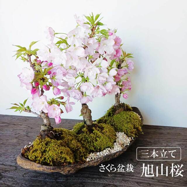 桜・梅～花咲く盆栽