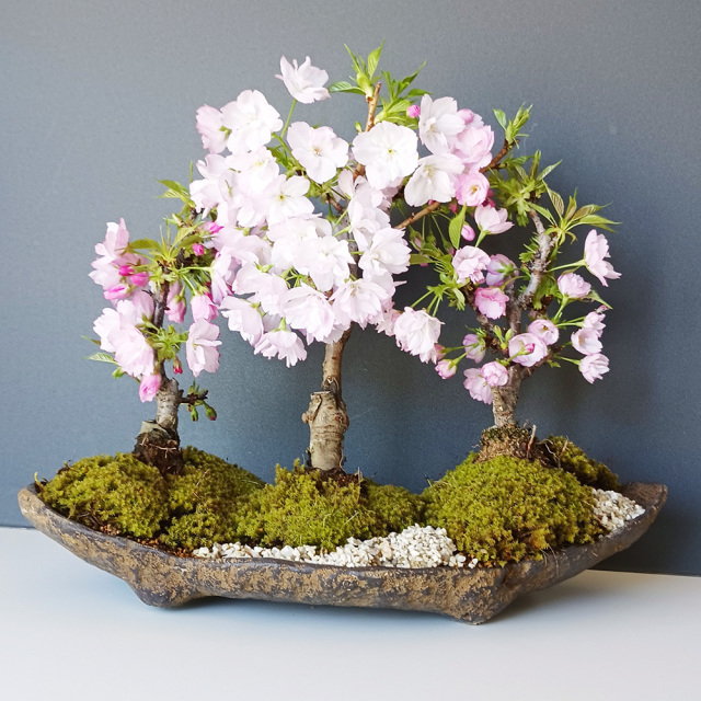 2026年開花終了】送料無料 旭山桜 ( あさひやまさくら ) 三本植え 盆栽