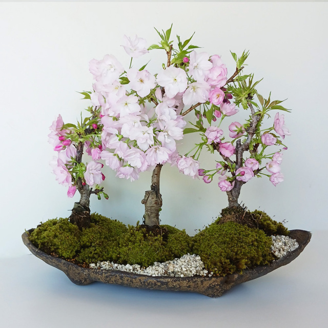 2026年開花終了】送料無料 旭山桜 ( あさひやまさくら ) 三本植え 盆栽