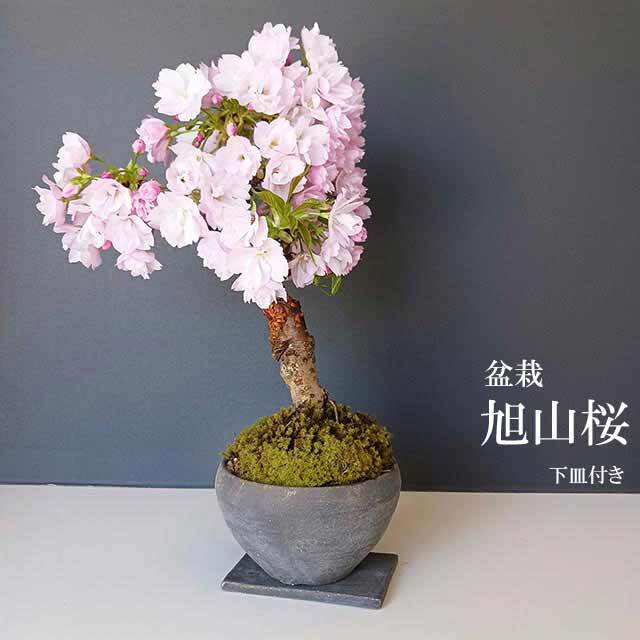 旭山桜 ( あさひやまさくら ) 盆栽 下皿セット 桜 さくら サクラ