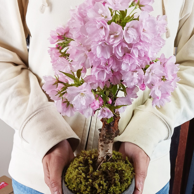 桜・・・そう聞くだけで心和む景色を【旭山桜の盆栽・下皿セット】