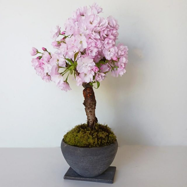 桜輪切のローテーブル㊱ユッケたん❕　桜の綺麗な年輪がいいですよ❕脚はテーパ asahibochiw.jpg?t=20251106182532