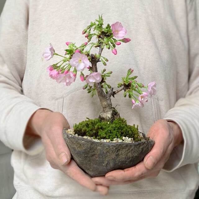 2026年開花終了】桜・・・そう聞くだけで心和む景色を貴方のもとへ