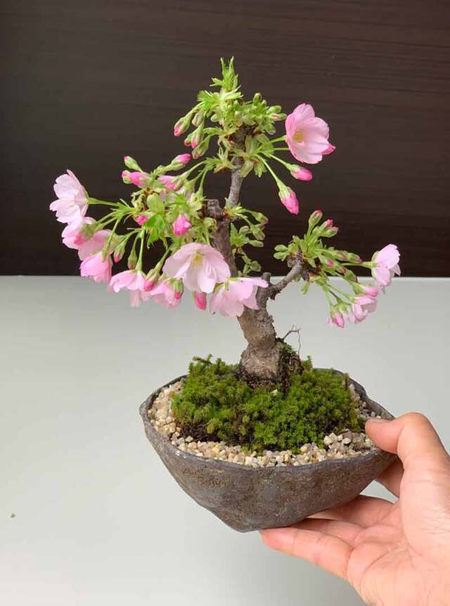 2026年開花終了】桜・・・そう聞くだけで心和む景色を貴方のもとへ