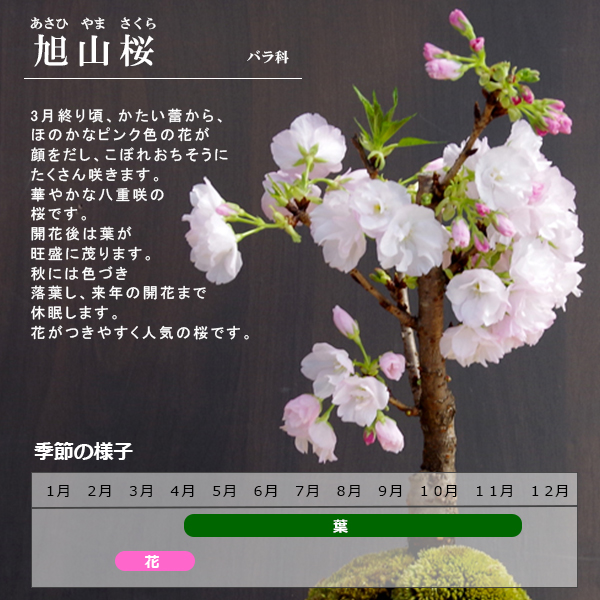 旭山桜