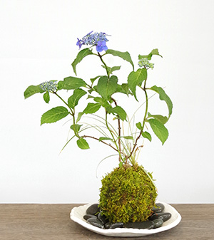 紫陽花苔玉