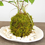 紫陽花苔玉